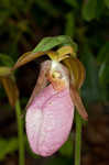 Pink lady's slipper <BR>Moccasin flower